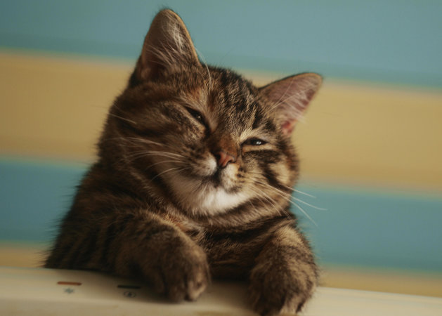 Жители британской деревни пожаловались на стаю радиоактивных кошек