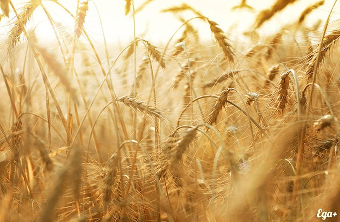 В Индии ввели запрет на экспорт пшеницы