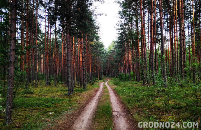 В Беларуси начали действовать первые ограничения на посещения лесов