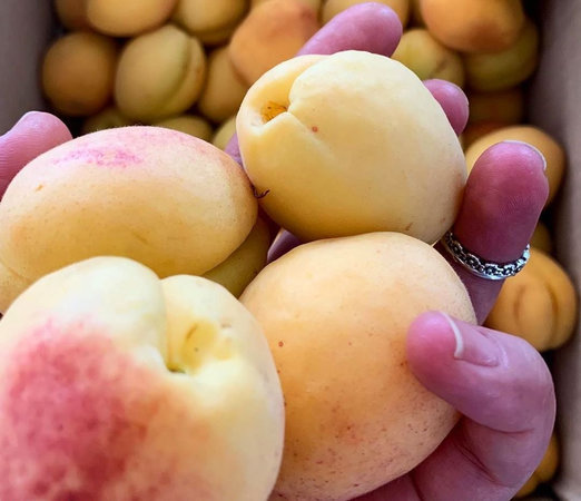 Китайские ученые назвали абрикос самым полезным в мире фруктом