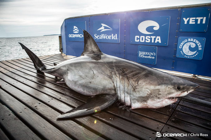 У берегов Канады поймали гигантскую белую акулу весом более 1,5 тонны