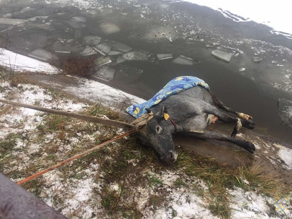 В Волковысском районе корова провалилась под лед
