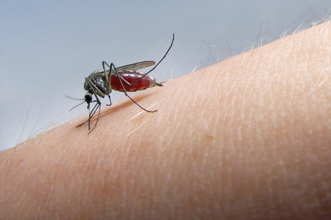 Численность насекомых быстро сокращается по всей планете