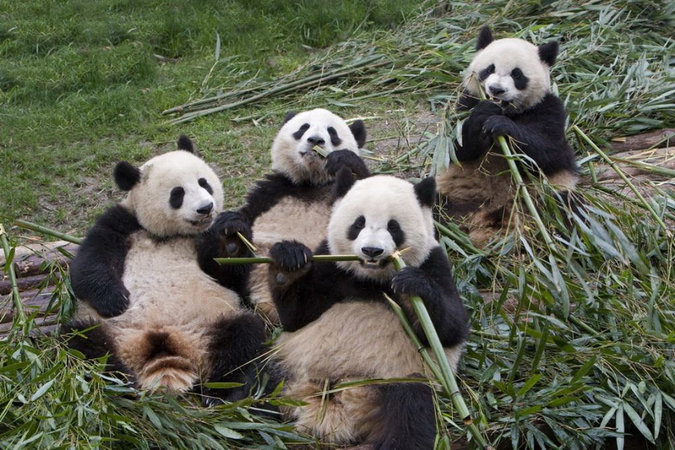 Большая панда больше не находится под угрозой исчезновения