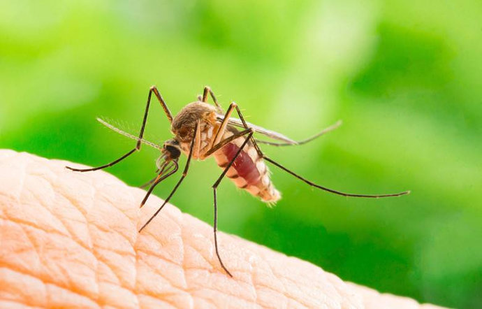 Ученые выяснили, какая группа крови больше всего привлекает комаров