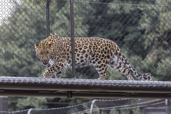 В немецком зооприюте леопард напал на модель во время съемки и укусил ее за голову