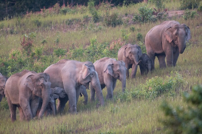 Мигрирующие слоны стали причиной эвакуации 150 тысяч китайцев