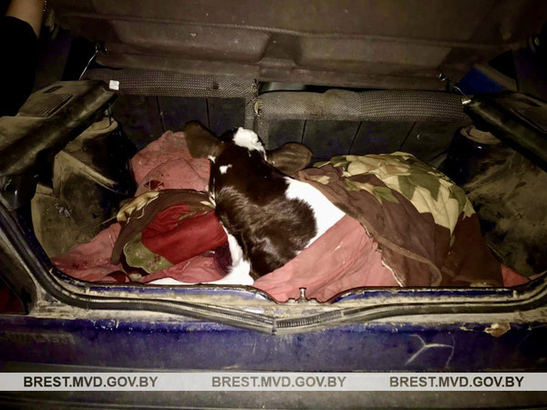 В Ляховичском районе работник похитил с фермы новорожденного теленка