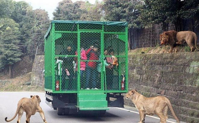В китайском зоопарке вместо зверей в клетках сидят люди