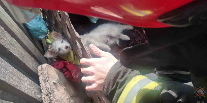 Щучинские спасатели освободили щенка из «ловушки»