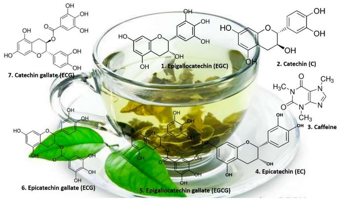 Катехины зеленого чая способствуют окислительному стрессу