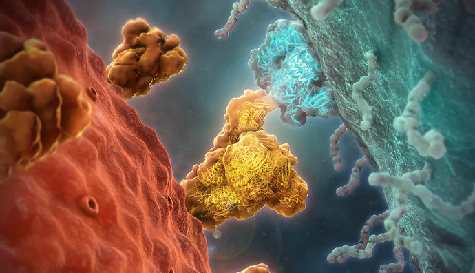Ученые обнаружили чрезвычайно сильное антитело против SARS-CoV-2