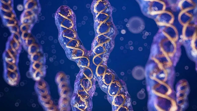 Учёные впервые измерили массу человеческих хромосом