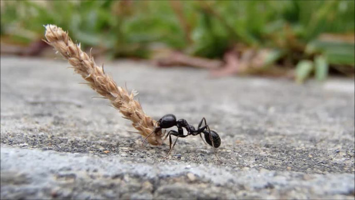 Ученые объяснили, как муравьи, идущие задом наперед, находят дорогу домой