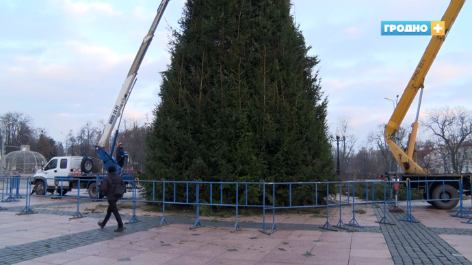 В Гродно установили центральную новогоднюю елку