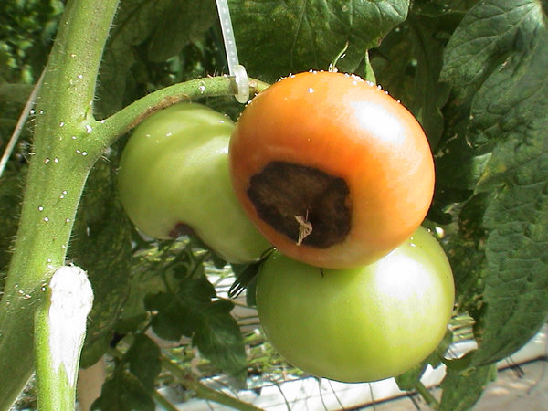 У помидоров нашли «ген гниения»