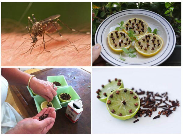 2 основных способа избавиться от комаров, мух и других рептилий в домашних условиях
