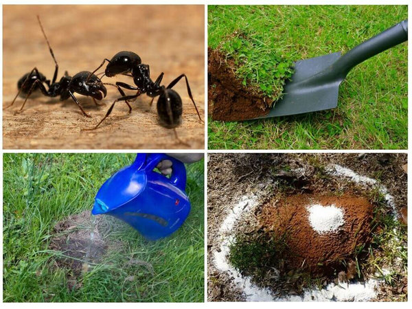 Найдены способы, как быстро избавиться от муравьев