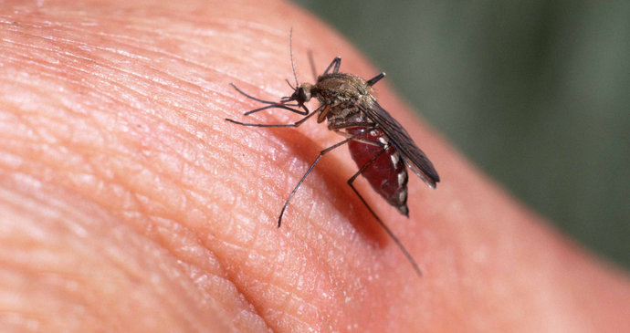 Какую группу крови предпочитают комары