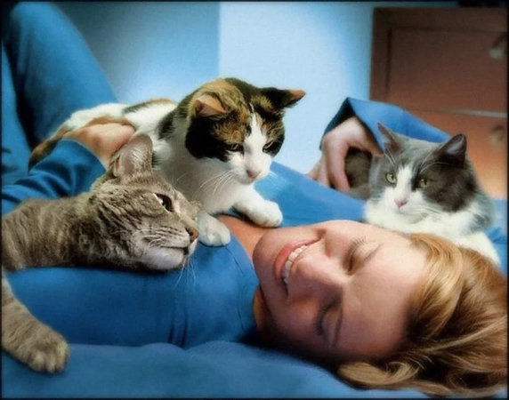 Кошки могут лечить: куда нужно поставить животное, чтобы стало легче