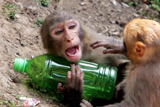 Алкоголь в рационе приматов стал эволюционным преимуществом