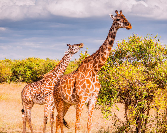 Жирафам грозит вымирание