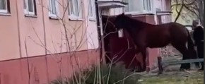 Житель Гомеля завел в подъезд многоэтажного дома коня
