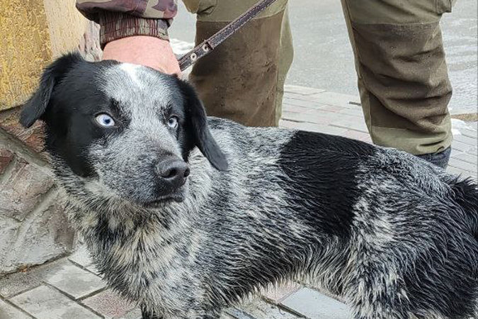 В Крыму собака сорвалась в ущелье и выжила благодаря спасателям