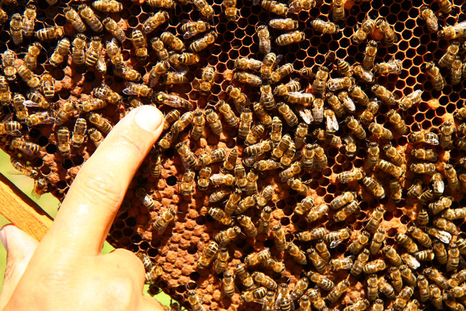 Для разминирования минных полей на Украине привлекут пчел