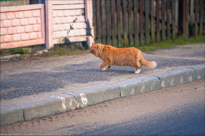 рыжий кот