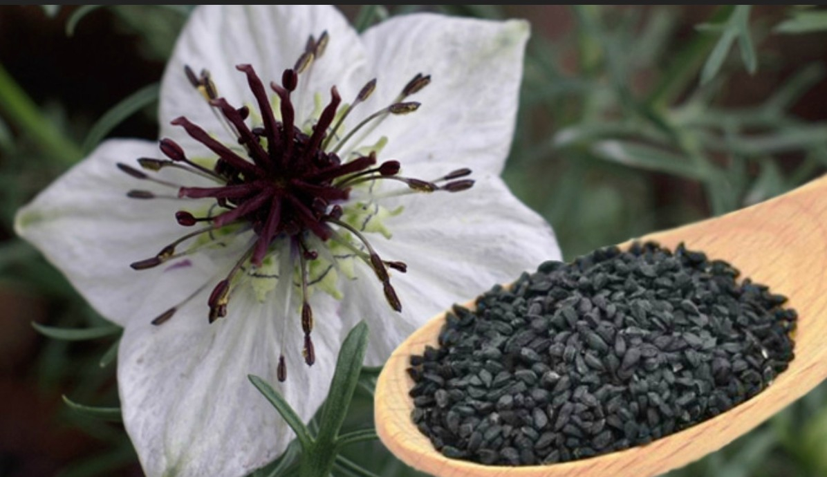 Черный тмин против. Нигелла черный тмин семена. Тмин черный (нигелла). Nigella Sativa (Чернушка посевная). Нигелла черный тмин растение.
