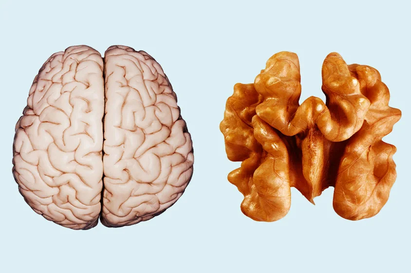 Грецкий орех и мозг картинка