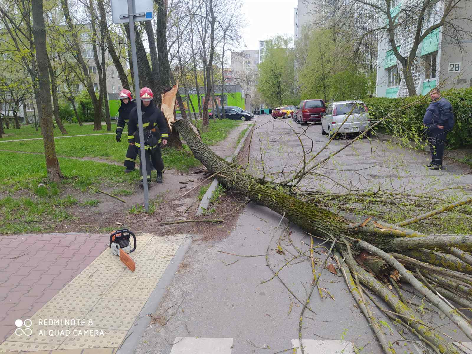 Ветер упали. Ураганный ветер в Белоруссии. Упавшее дерево. Человек перелезает через поваленное дерево. Перелезем через упавшее дерево.