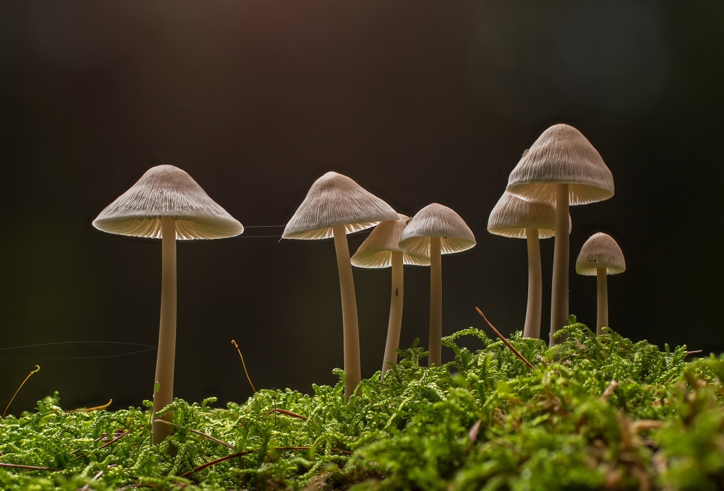 Несъедобные грибы помогут медицине / фото носит иллюстративный характер