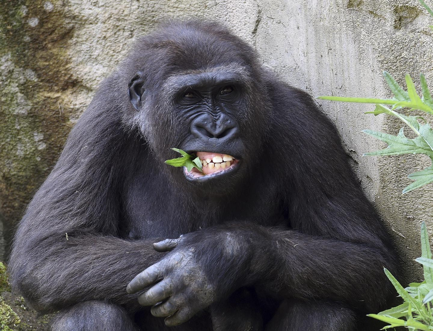 Горилла человекообразная обезьяна. Человекообразные обезьяны гориллы. Человекообразные обезьяны (шимпанзе, орангутанг, горилла). Человекообразные приматы. Гориллы в обезьяннике.