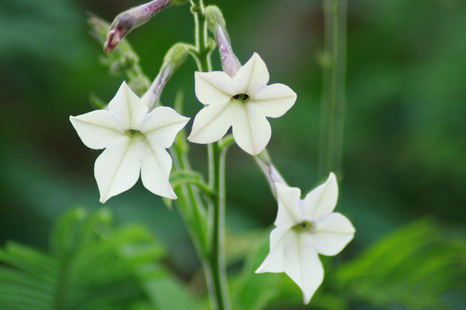 Растения Nicotiana