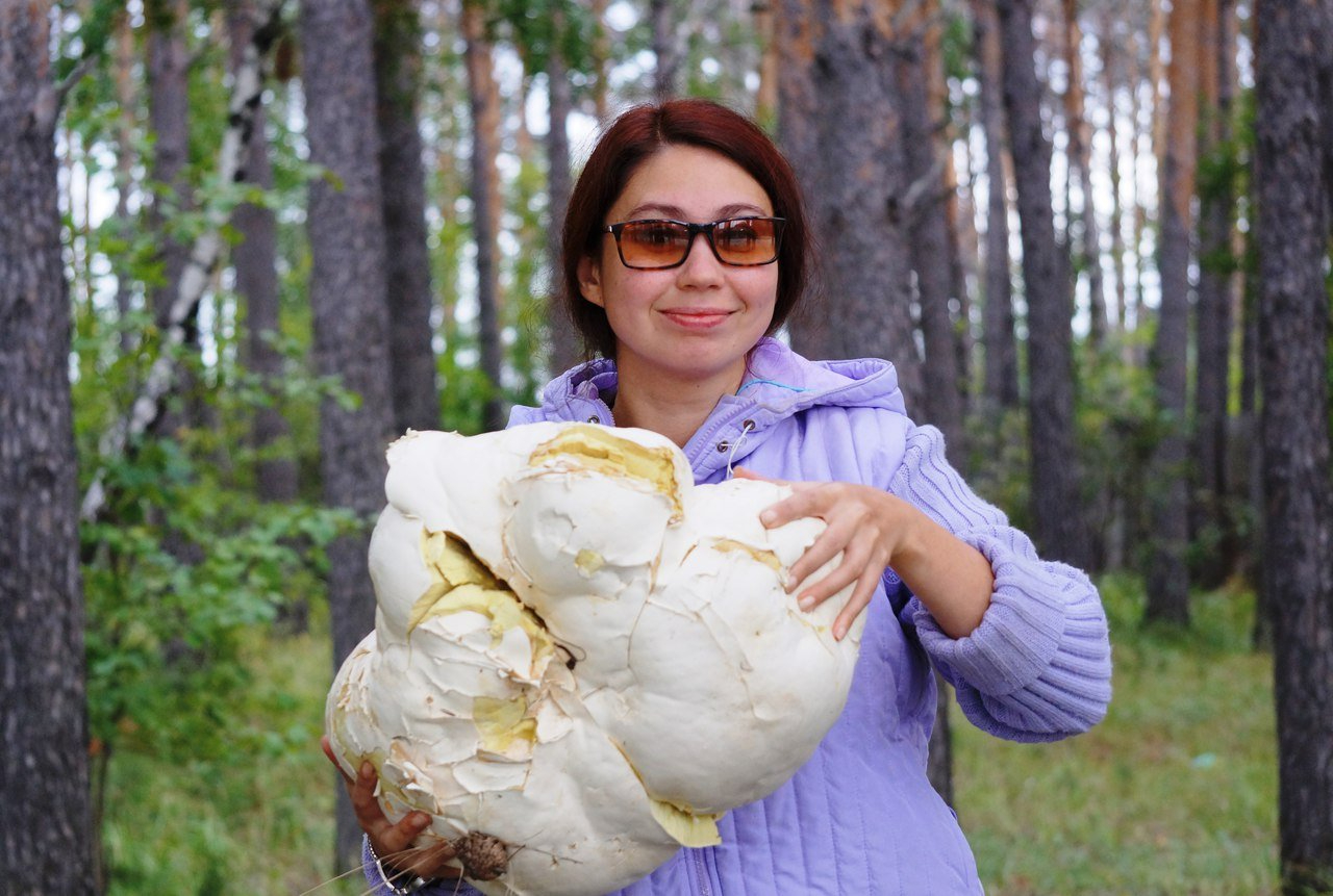 В Сибири найдены грибы с противовирусным эффектом