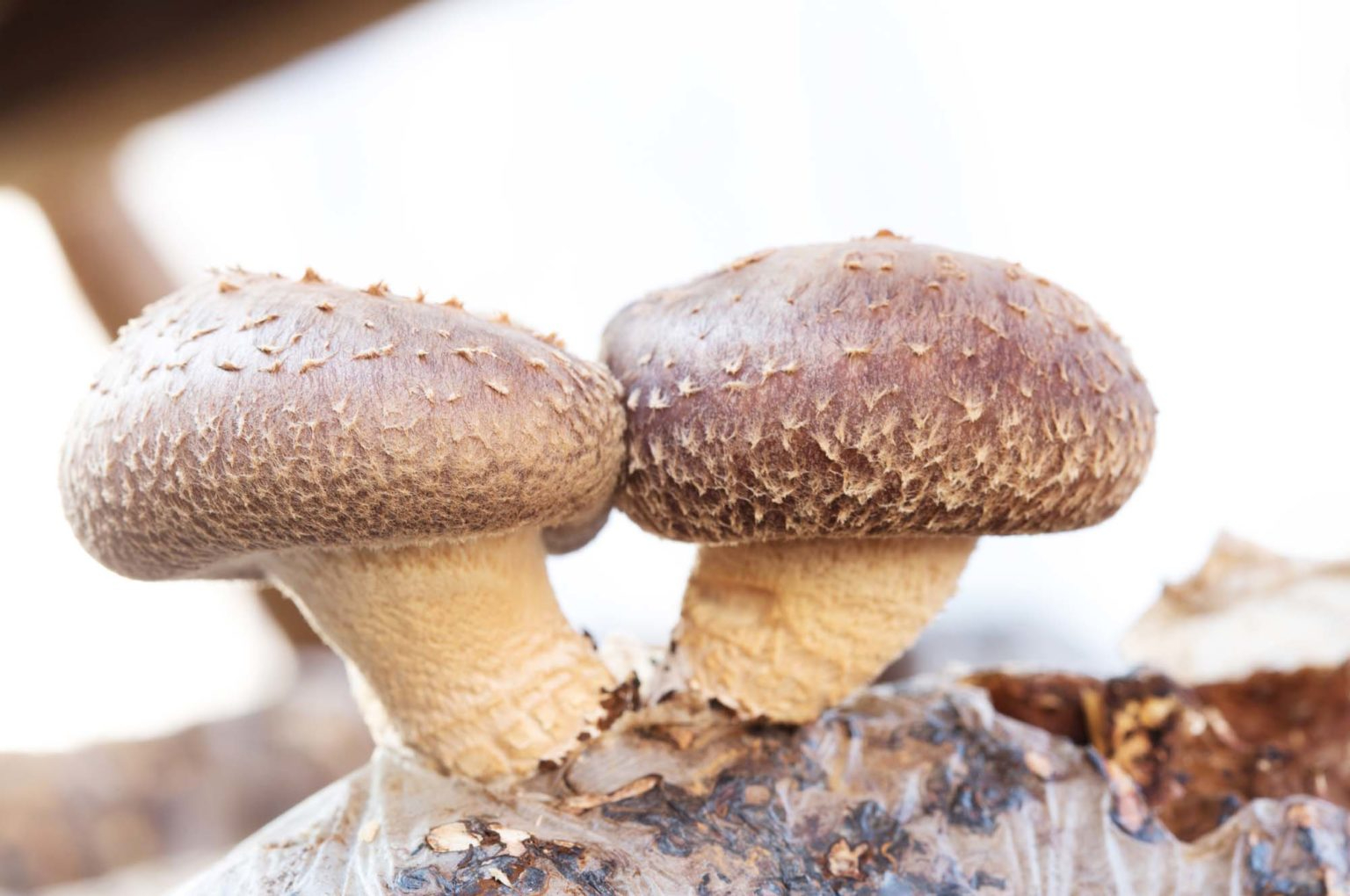 Лечебные свойства азиатских грибов / фото носит иллюстративный характер