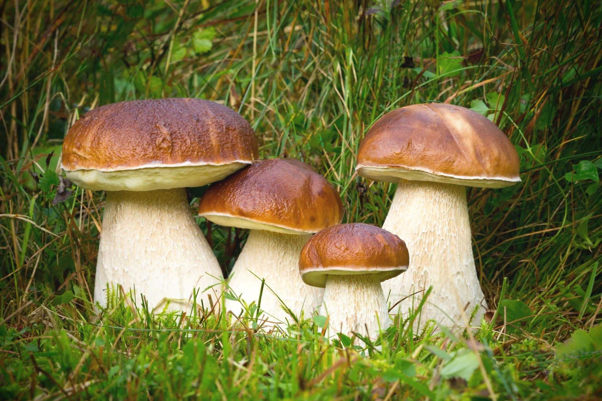 Белые грибы помогают худеть