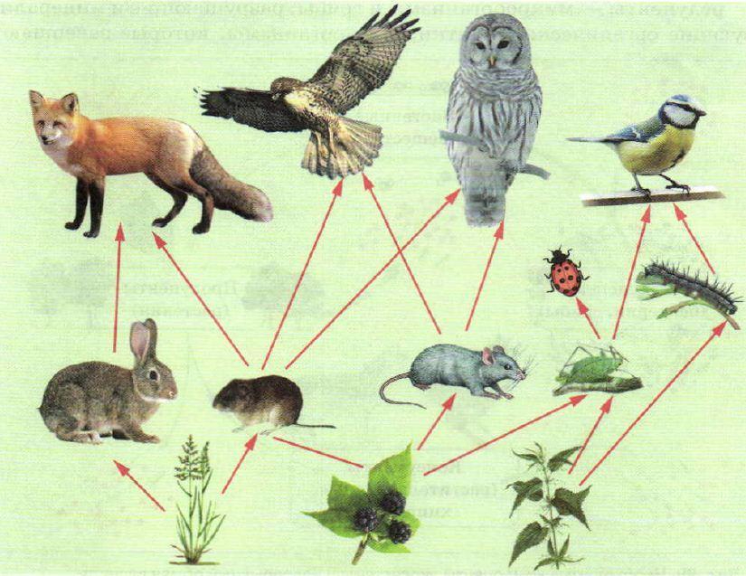 Цепи питания в лесу примеры в картинках