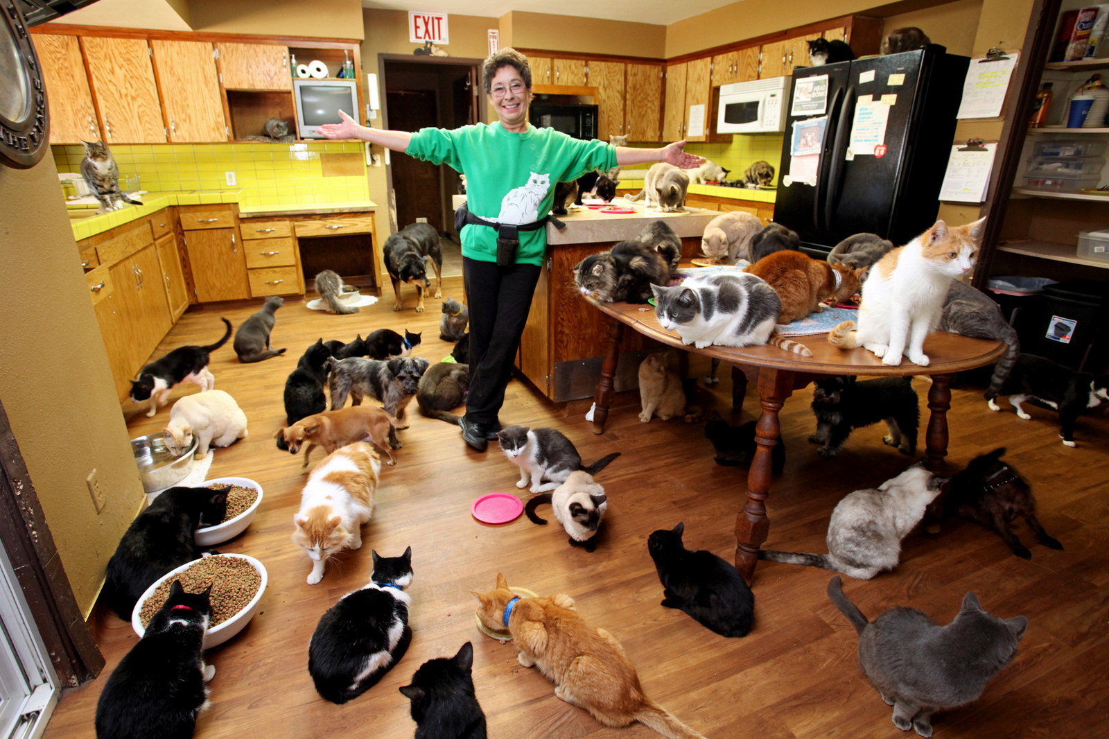 Будете дома. Много котов в квартире. Много животных в квартире. Домашние животные для квартиры. Женщина с кучей кошек.
