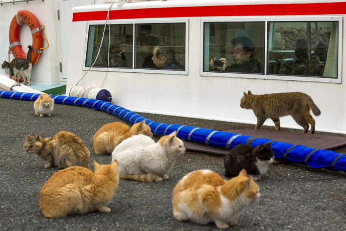 кошачий остров в Японии