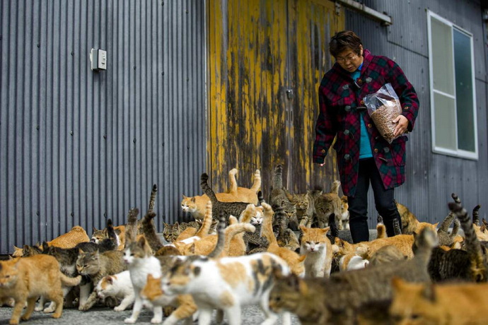 кошачий остров в Японии