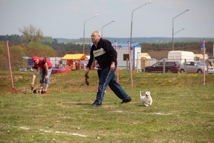 Выставка собак в Гродно май 2017 год