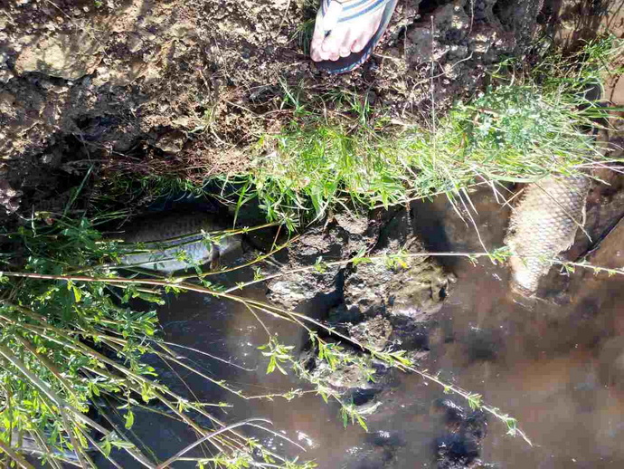 Мор рыбы в Гродненском водохранилище