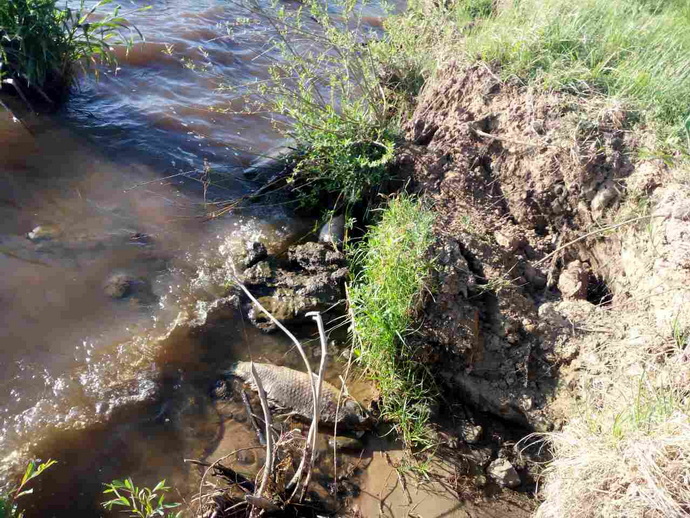 Мор рыбы в Гродненском водохранилище