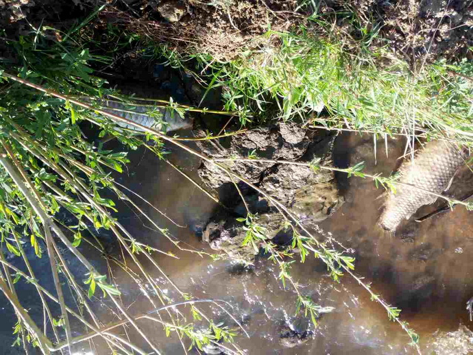 Мор рыбы в Гродненском водохранилище