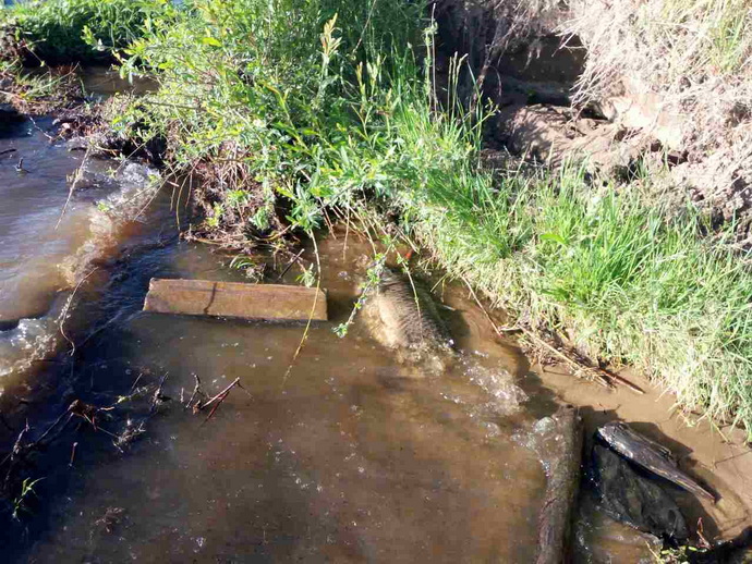 Мор рыбы в Гродненском водохранилище