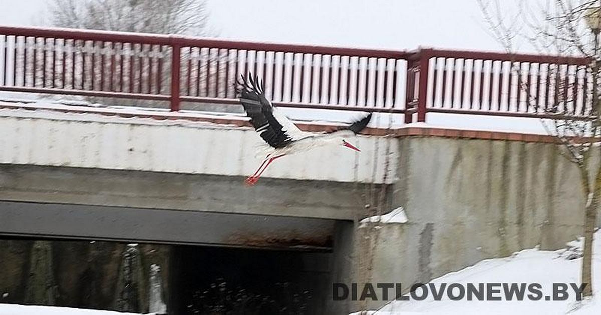 Аист зимой в Беларуси