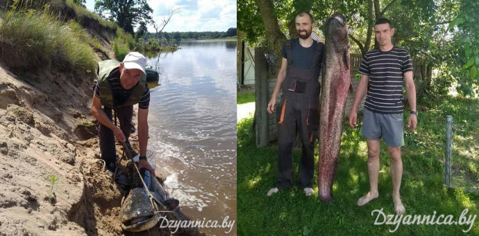 Поймали огромного сома видео